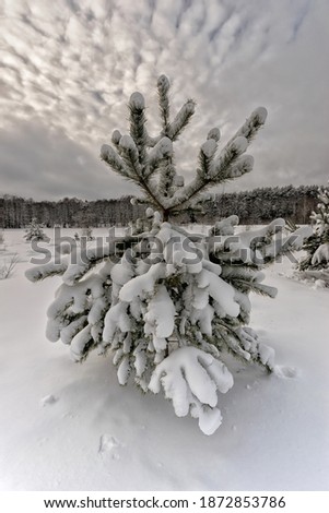  trees in the snow in winter in a meadow and along the river. High quality photo