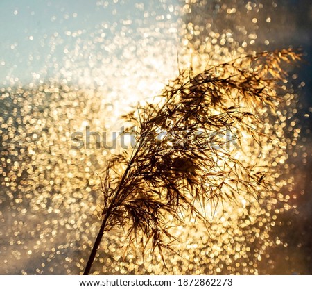 fluffy twig of pampas grass or common reed in bright bokeh light. Abstract background