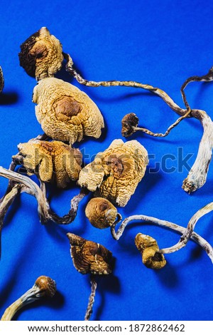 dried Mexican magic mushrooms is a psilocybe cubensis on a blue bakground. vertical
