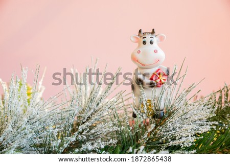 Cheerful black and white toy bull with gifts, on the background of fir branches with the little snowflakes. Symbol of the Chinese New year 2021, a symbol of new year's mood. Holiday symbol