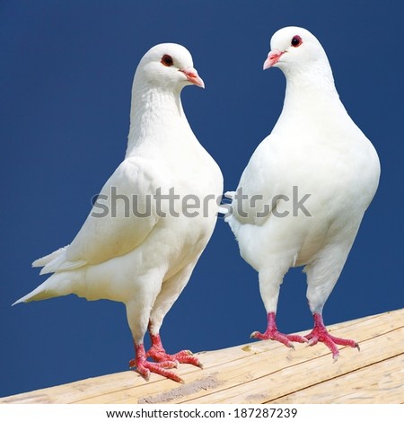 Two white pigeon isolated on black background - imperial-pigeon - ducula  Royalty-Free Stock Photo #187287239