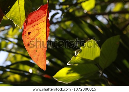 Close​ up​ transparency​ leaf​ on​ tree​ in​ the​ garden​