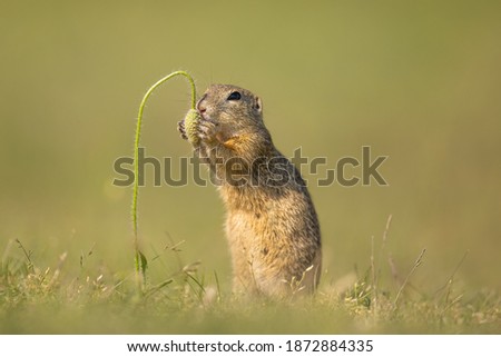 The European ground squirrel (Spermophilus citellus) is a species from the squirrel family, Sciuridae. Very funny, cheerful, curious and also endangered animal. Running and hiding on a meadow.