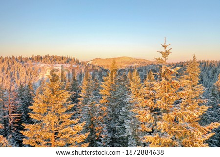 Peaceful snowy forest covered by the early morning sunlight with mountains as background. Aerial view of frozen woods under blue skyline. Beautiful winter landscapes