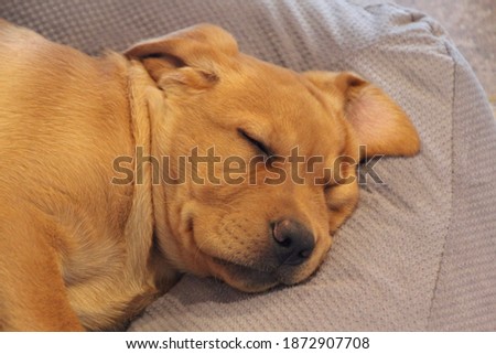 Closeup of isolated fox red Labrador retriever puppy sleeping on dog bed with shallow depth of field Royalty-Free Stock Photo #1872907708