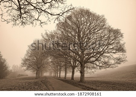 Black and White image of a Avenue of Trees on a Misty Winter Morning, County Durham, England, UK.