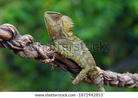 forest dragon reptile at tree root