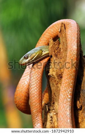 red boiga snake on a trunk, Boiga nigriceps