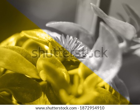 Illuminating yellow and ultimate gray color floral duotone background with succulent flower