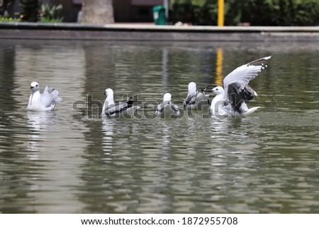 Photo of flock of white birds in a pond