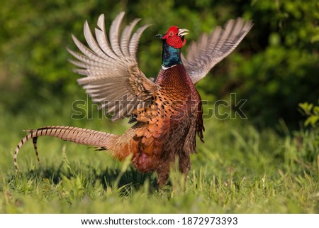 The common pheasant (Phasianus colchicus) impressing his female before mating. Royalty-Free Stock Photo #1872973393