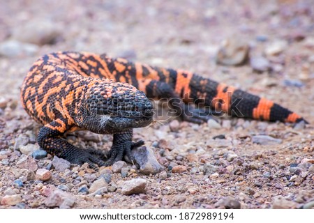Close up low angle venomous Gila Monster lizard standing on dirt road in Arizona. Royalty-Free Stock Photo #1872989194