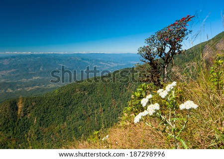 Rhododendron arboreum in doi inthanon national park, Thailand