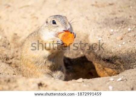 European ground squirrel, Spermophilus citellus, aka European souslik. Small rodent eating small piece of carrot