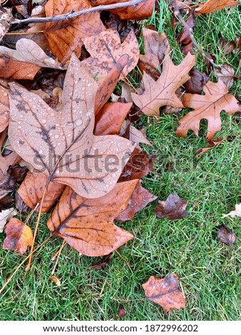 Autumn fallen leaves on the grass 
