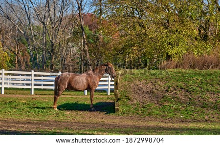 Beautiful chestnut horse,white fence in Overpeck Bergen County Park in Leonia,NJ,USA. The park has 805 acres with 5 miles of hiking trails plus sports fields, and an Equestrian Center. In the fall