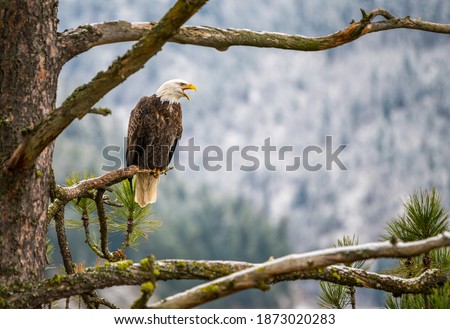 Bald Eagle screeching in a pine tree in Idaho Royalty-Free Stock Photo #1873020283