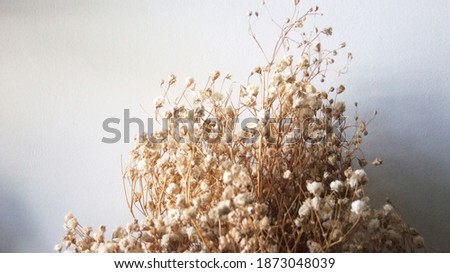 Dry Flower Background, Flower Textured, Copy Space..,