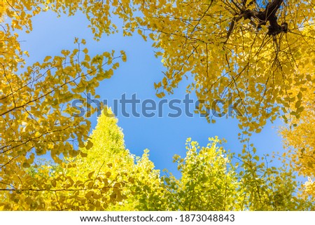 Yellow ginkgo leaves with sky as background like photo frames at icho namiki, Tokyo, Japan. Copy space background and select focus