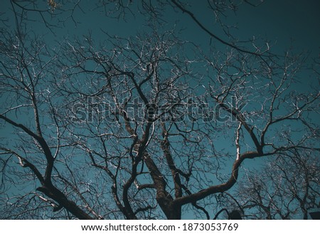picture of scary horror halloween tree. walnut tree.