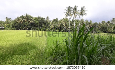 Beautiful scenery in the morning see green rice fields and clear sky
