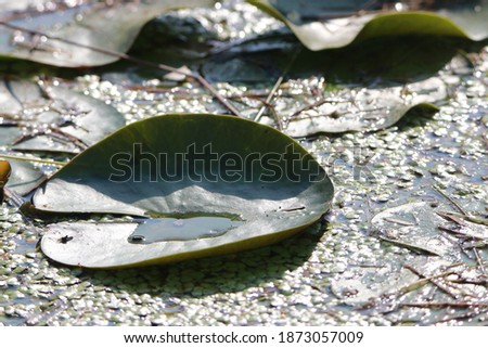 Close​ up​ lotus​ leaf in​ the​ pond​