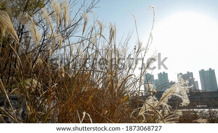 sky nature outdoor background tree park winter
