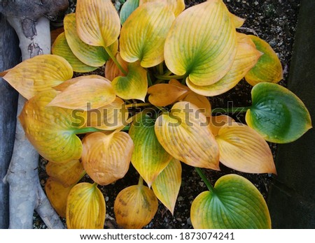 Colorful hosta leaves in the autumn garden.