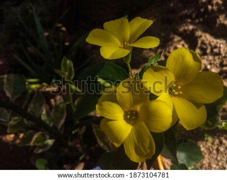 beautiful yellow flower for backgrounds
