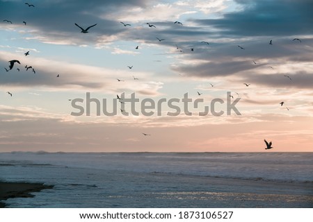 Sunset over the sea in light pink and blue colors, and silhouette of flying birds with cloudy sky on background