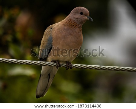 Laughing Dove Sitting On A Wire or Spilopelia senegalensis small pegion sitting on a wire