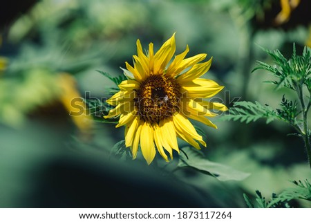 Wonderful sunflower in bokeh helios	