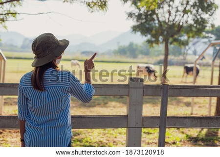Female farmer working and looking on cow dairy farm.,Agriculture mature female farmer standing against cows in stable or farm countryside.
