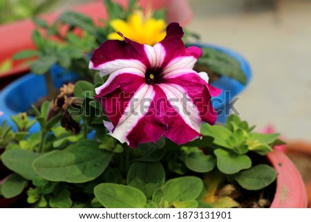 Petunia - Flower on the terrace. India.