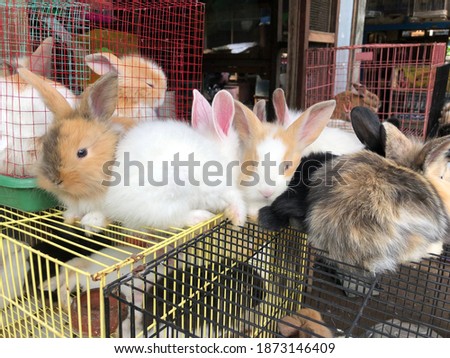 Cute little bunnies on sale