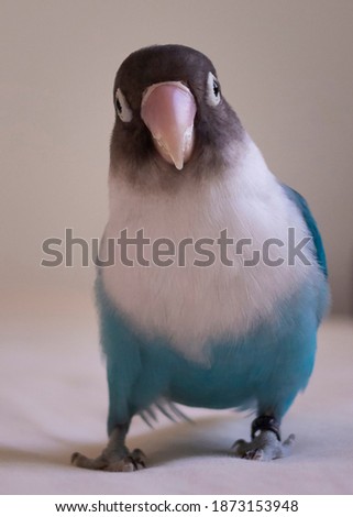 blue bird lovebird pet beautiful