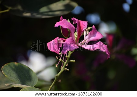 Bauhinia purpurea or orchid tree flower is a species of flowering plant in the family Fabaceae, native to the Indian subcontinent and Myanmar, elsewhere in tropical and subtropical areas of the world.