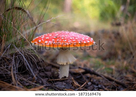 Amanita muscaria in the autumn forest. Forest mushrooms in the autumn forest.