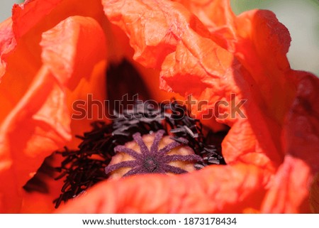 close up view of a poppy flower blossom