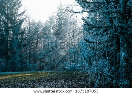 Dark forest clearing in winter. Sun beams illuminate the glade.
