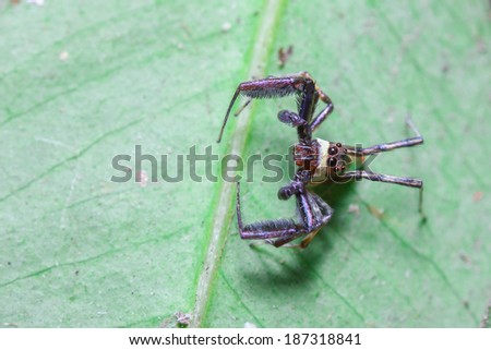 Jump spider on the leaf. Photo taken on: April 13th, 2014 at Thailand.