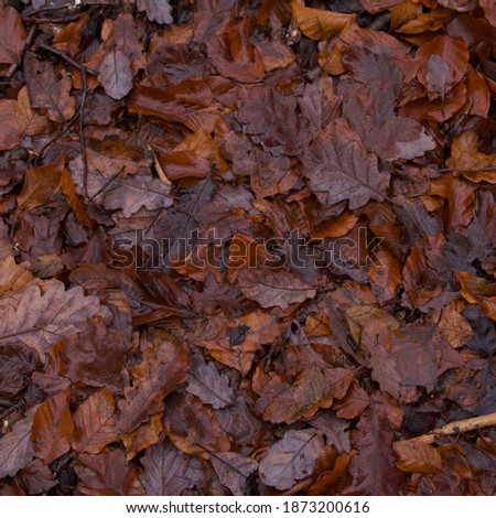 Autumnal fallen leaf background full frame with brown orange leaves 