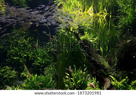 School of Asian glass catfish (Kryptopterus bicirrhis) is swimming among the lush greenery of aquatic plants.  Royalty-Free Stock Photo #1873201981