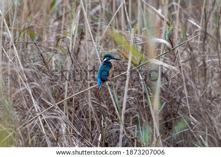 An elusive kingfisher lying on a cane branch surrounded by canes in his natural habitat, Delta del Llobregat, Catalonia.