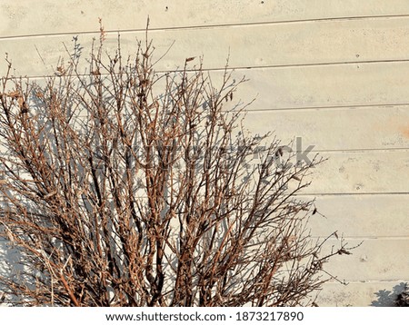 Beautiful picture of dry branches, classic look.