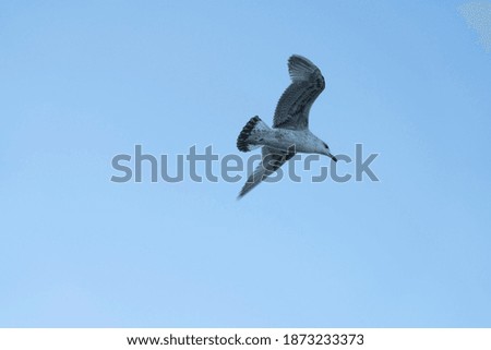 Seagull in the  blue sky