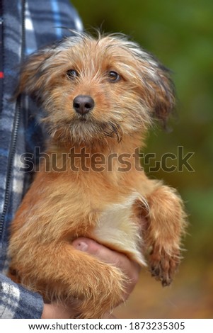 small ginger dog terrier mestizo in arms at an animal shelter
