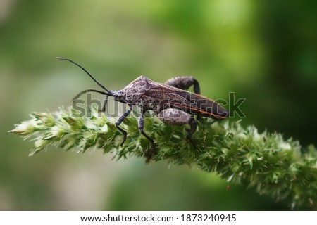 Crusader bug, a species of Leaf footed bugs. Also as known as Holy cross bug Royalty-Free Stock Photo #1873240945