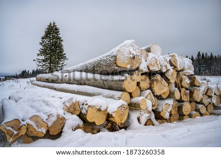 Pine logs covered in snow on a winter day. Industrial preparation of firewood for the winter for home heating. Winter worries. A pine forest is visible in the distance. Russia, Ural 