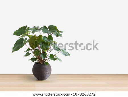 horizontal image of a bright living room with a large tropical houseplant, giant Homalomena rubescens Maggy, copy space Royalty-Free Stock Photo #1873268272